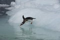 Gentoo Penguin jump from the ice Royalty Free Stock Photo