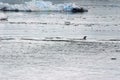 Gentoo penguin jumping, surrounded by icebergs