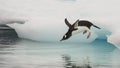 Gentoo Penguin jumping in the water Royalty Free Stock Photo