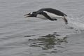 Gentoo Penguin jumping in the water Royalty Free Stock Photo