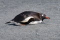 Gentoo penguin - Pygoscelis papua - laying on beach in Antarctica