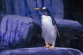 Gentoo Penguin