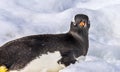 Gentoo Penguin Looking Snow Highway Damoy Point Antarctica