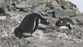 Gentoo Penguin male who shifts stones from another nest to his own in which the female sits