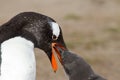 Gentoo penguin mother is feeding her chick Royalty Free Stock Photo