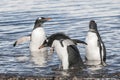 Gentoo Penguin, Neko harbour Royalty Free Stock Photo