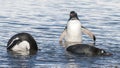 Gentoo Penguin, Neko harbour, Royalty Free Stock Photo