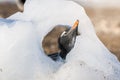 Gentoo Penguin, Neko harbour Royalty Free Stock Photo
