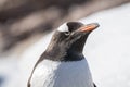 Gentoo Penguin, Neko Harbour Royalty Free Stock Photo