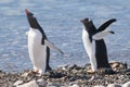 Gentoo Penguin, Neko Harbour Royalty Free Stock Photo