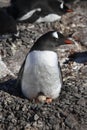 Gentoo Penguin - on nest with egg - Antarctica Royalty Free Stock Photo