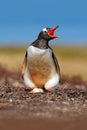 Gentoo penguin in the nest wit two eggs, Falkland Islands. Animal behaviour, bird in the nest with egg. Wildlife scene in the natu Royalty Free Stock Photo