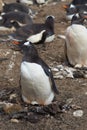 Gentoo Penguin Nesting - Falkland Islands Royalty Free Stock Photo