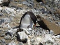 Gentoo Penguin nesting Royalty Free Stock Photo