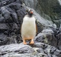 Gentoo Penguin Paradise Bay Skintorp Cove Antarctica Royalty Free Stock Photo