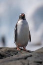 Gentoo penguin perched on rock facing camera Royalty Free Stock Photo