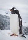 Gentoo penguin portrait on the snow. Antarctic Peninsula