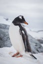 Gentoo penguin portrait on the snow. Antarctic Peninsula