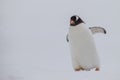 Gentoo penguin positioned on right side of screen