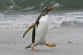 Gentoo penguin (Pygoscelis papua)