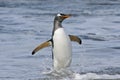 Gentoo penguin (Pygoscelis papua) Royalty Free Stock Photo