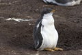 Gentoo penguin (Pygoscelis papua) Royalty Free Stock Photo