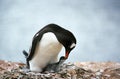 GENTOO PENGUIN pygoscelis papua, ADULT FEEDING CHICK, LIVINGSTONE ISLAND Royalty Free Stock Photo