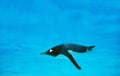 GENTOO PENGUIN pygoscelis papua, ADULT SWIMMING