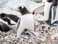 Gentoo penguin, Pygoscelis papua, adult with two chicks in colon Royalty Free Stock Photo