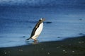 Gentoo Penguin, pygoscelis papua, Adult walking on Beach, Livingstone Island Royalty Free Stock Photo