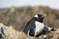 Gentoo penguin, Pygoscelis Papua, Antarctic Peninsula Royalty Free Stock Photo