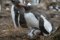 Gentoo penguin and baby, Volunteer Point, Falkland Islands Royalty Free Stock Photo