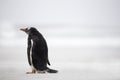 Gentoo Penguin (Pygoscelis papua) with back towards camera on a Royalty Free Stock Photo