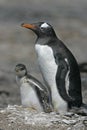 Gentoo penguin, Pygoscelis papua Royalty Free Stock Photo