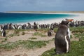 Gentoo Penguin Royalty Free Stock Photo