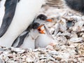 Gentoo penguin, Pygoscelis papua, chick begging for food by screaming with open beak, Antarctica