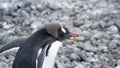 Gentoo penguin in Antarctica Royalty Free Stock Photo