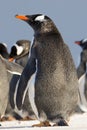 Gentoo Penguin (Pygoscelis papua) in colony. Falkland Islands. Royalty Free Stock Photo