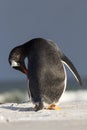 Gentoo Penguin (Pygoscelis papua) colony in the sand. Falkland I Royalty Free Stock Photo