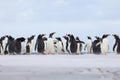 Gentoo Penguin (Pygoscelis papua) colony in the sand. Falkland I Royalty Free Stock Photo