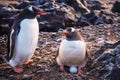 Gentoo Penguin Pygoscelis papua with egg Royalty Free Stock Photo