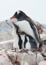 Gentoo penguin (Pygoscelis papua) family.