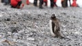 Gentoo penguin (Pygoscelis papua) on Half Moon Island - Antarctica