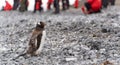 Gentoo penguin (Pygoscelis papua) on Half Moon Island - Antarctica Royalty Free Stock Photo