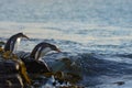 Gentoo Penguins going to sea from Bleaker Island in the Falkland Islands Royalty Free Stock Photo