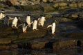 Gentoo Penguins going to sea from Bleaker Island in the Falkland Islands Royalty Free Stock Photo