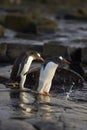 Gentoo Penguins going to sea from Bleaker Island in the Falkland Islands Royalty Free Stock Photo