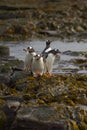 Gentoo Penguins going to sea from Bleaker Island in the Falkland Islands Royalty Free Stock Photo