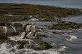 Gentoo Penguins going to sea from Bleaker Island in the Falkland Islands Royalty Free Stock Photo