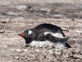 Gentoo penguin, Pygoscelis papua, heats the young, Sounders Island, Falkland Islands-Malvinas Royalty Free Stock Photo